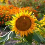 Fleurs - Tournesol Nain Sunspot - face recto